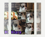 Puppy Puppy 7 Pembroke Welsh Corgi