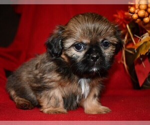 Shih Tzu Puppy for sale in HILLSVILLE, VA, USA