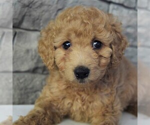 Goldendoodle (Miniature) Puppy for sale in SAVANNAH, TN, USA