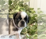 Puppy Ben Franklin Pug