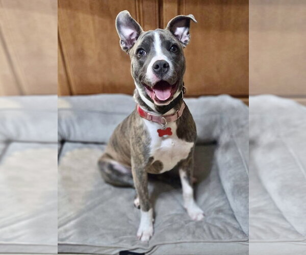 Medium Photo #2 Mutt Puppy For Sale in Mount Laurel, NJ, USA