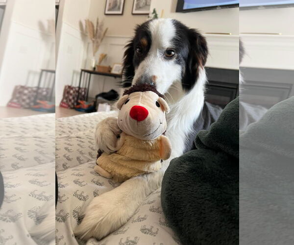 Medium Photo #2 Australian Shepherd Puppy For Sale in Thomasville, NC, USA