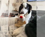 Small #1 Australian Shepherd