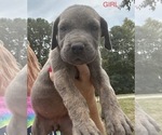 Small Photo #14 Great Dane Puppy For Sale in CLANTON, AL, USA