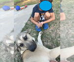 Small #34 Anatolian Shepherd-Rhodesian Ridgeback Mix