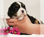 Small #5 Bernese Mountain Dog-Cavalier King Charles Spaniel Mix