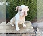 Small #2 French Bulldog