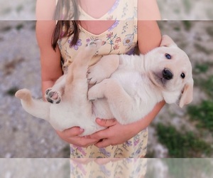 Labrador Retriever Puppy for sale in MOUNT VERNON, KY, USA