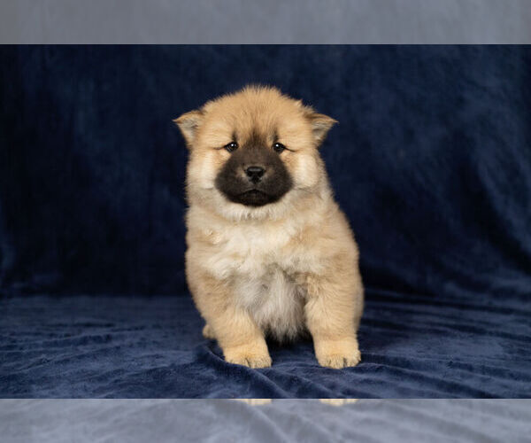 Medium Photo #12 Chow Chow Puppy For Sale in NAPPANEE, IN, USA