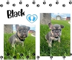 Small Photo #3 French Bulldog Puppy For Sale in HERRIMAN, UT, USA
