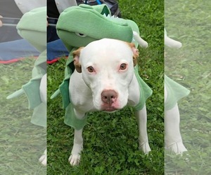 American Pit Bull Terrier-Unknown Mix Dogs for adoption in Germantown, OH, USA