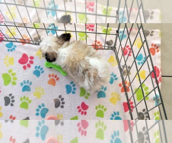 Medium Photo #10 Papitese Puppy For Sale in ORO VALLEY, AZ, USA