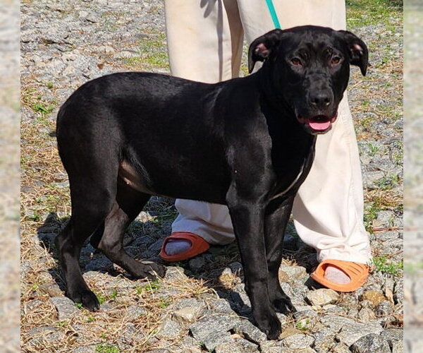 Medium Photo #5 Bulldog-Labrador Retriever Mix Puppy For Sale in Wetumpka, AL, USA