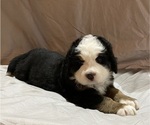 Small Photo #8 Bernese Mountain Dog Puppy For Sale in GREEN FOREST, AR, USA