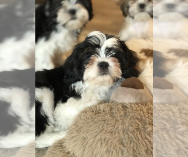 Medium Photo #3 Cava-Tzu Puppy For Sale in ELIZABETHTOWN, PA, USA