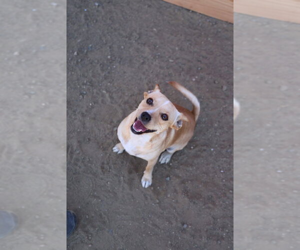 Medium Photo #2 Chihuahua Puppy For Sale in Studio City, CA, USA