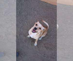 Paco #0444 - Male Chihuahua Dog for Adoption - Photo #2