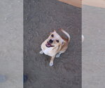 Small Photo #2 Chihuahua Puppy For Sale in Studio City, CA, USA