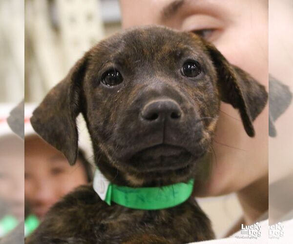 Medium Photo #3 Labrador Retriever-Unknown Mix Puppy For Sale in Washington, DC, USA