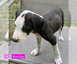 Small #2 Border Collie Mix