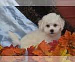 Small #1 Bichpoo