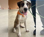 Small Great Dane
