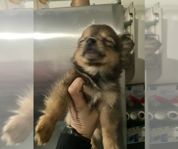 Medium Photo #2 Chiranian Puppy For Sale in CRESTVIEW, FL, USA