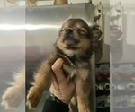 Small Photo #2 Chiranian Puppy For Sale in CRESTVIEW, FL, USA