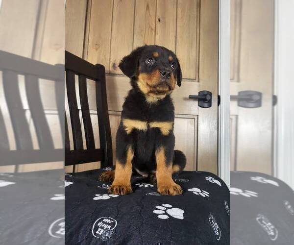 Medium Photo #2 Rottweiler Puppy For Sale in FRANKLIN, IN, USA