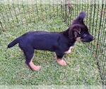 Small #2 German Shepherd Dog