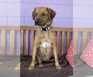 Labrador Retriever-Spaniel Mix Dogs for adoption in Genesee, WI, USA