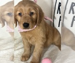 Small Photo #4 Golden Retriever Puppy For Sale in GREENFIELD, IN, USA