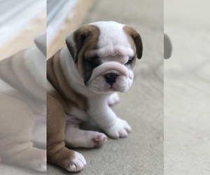 English Bulldog Puppy for sale in NAPLES, FL, USA