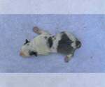 Small #1 Border Collie
