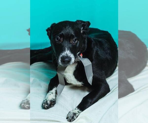 Medium Photo #2 American Pit Bull Terrier-Labrador Retriever Mix Puppy For Sale in Calgary, Alberta, Canada