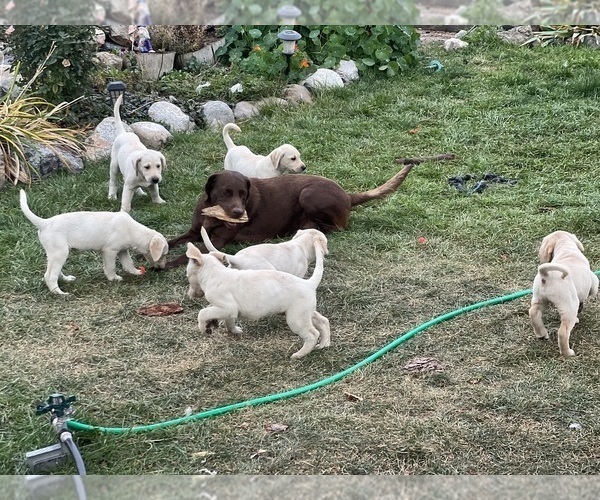Medium Photo #5 Labrador Retriever Puppy For Sale in SPOKANE, WA, USA