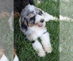 Small Photo #36 Bernedoodle-Golden Mountain Dog Mix Puppy For Sale in DAVIS, CA, USA