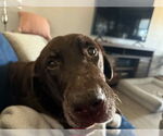 Small #1 Labrador Retriever