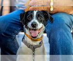 Small #13 Jack Russell Terrier Mix