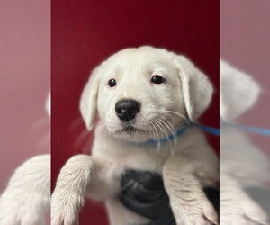 Mutt Dogs for adoption in Visalia, CA, USA