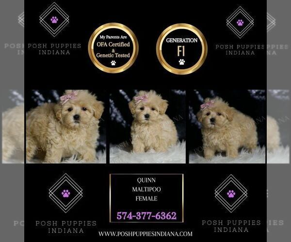 Medium Photo #5 Maltipoo Puppy For Sale in WARSAW, IN, USA
