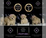 Small #4 Maltipoo