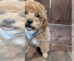 Small #2 Poodle (Toy)