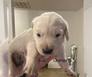 English Cream Golden Retriever Puppy for sale in SUMMERVILLE, SC, USA