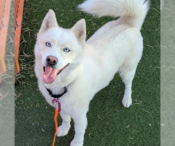 Medium Photo #1 Siberian Husky-Unknown Mix Puppy For Sale in Las Vegas, NV, USA