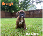 Small Photo #7 Boxer Puppy For Sale in WEST COLUMBIA, SC, USA
