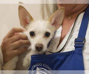 Mutt Dogs for adoption in Placerville, CA, USA
