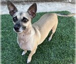 Small Photo #6 Chiweenie Puppy For Sale in Phoenix, AZ, USA