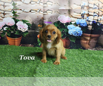 Small #10 Cavalier King Charles Spaniel