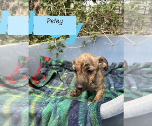 ShiChi Dogs for adoption in Brewster, NY, USA